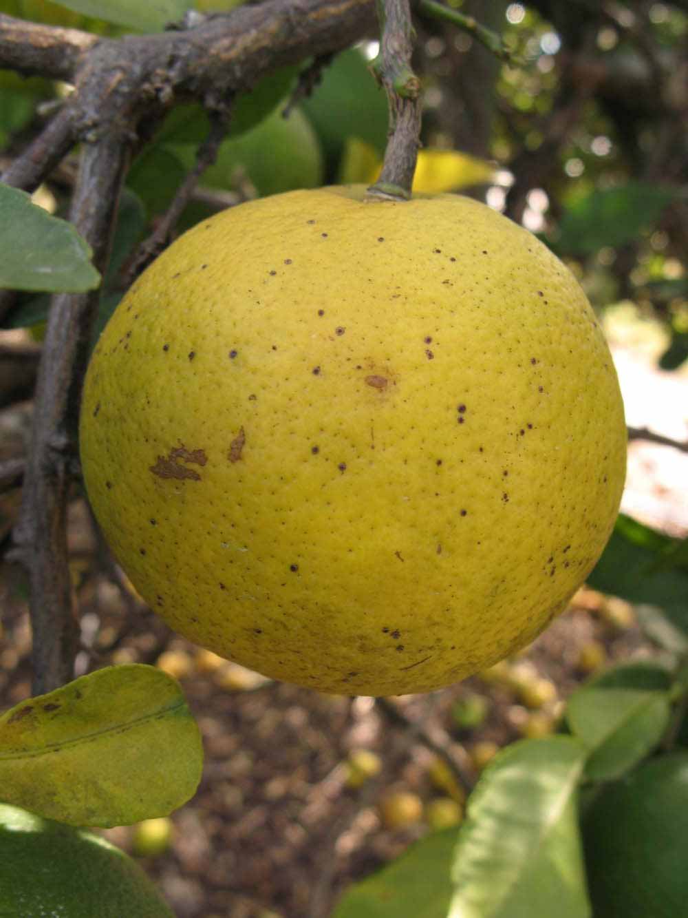              Fruit of  Citrus macroptera      (Winter Haven, FL)       